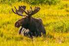 USA, Wyoming, Medicine Bow National Forest. Bull moose resting in field. Art Print